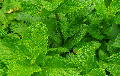 Лютива мента (Mentha × piperita) Лютива мента (Mentha × piperita)